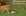 Forest Mouse